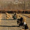 10 Facts about Farming in China