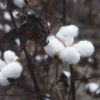 10 Facts about Fair Trade Cotton