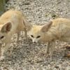 10 Facts about Fennec Foxes