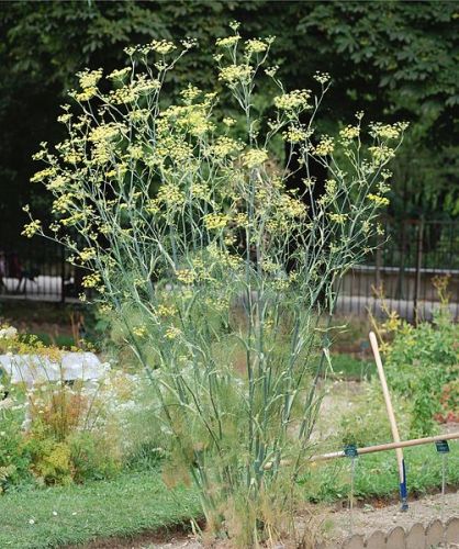 Facts about Fennel