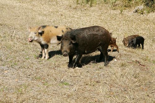 Facts about Feral pig