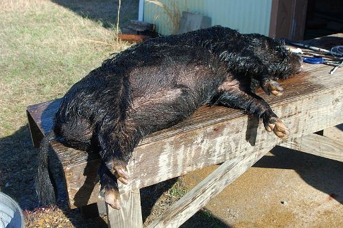 Feral pig Facts