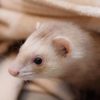 Top 10 Facts about Ferrets