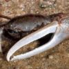10 Facts about Fiddler Crabs