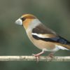 10 Facts about Finches