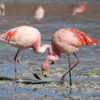 10 Fun Facts about Flamingos
