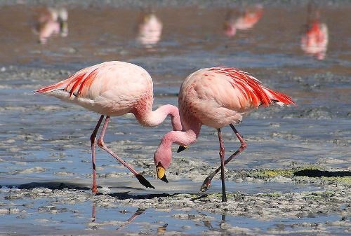 Flamingo Color