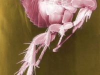 10 Facts about Fleas