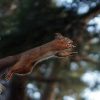 10 Fun Facts about Flying Squirrels