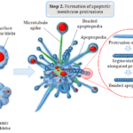 Apoptotic cell disassembly