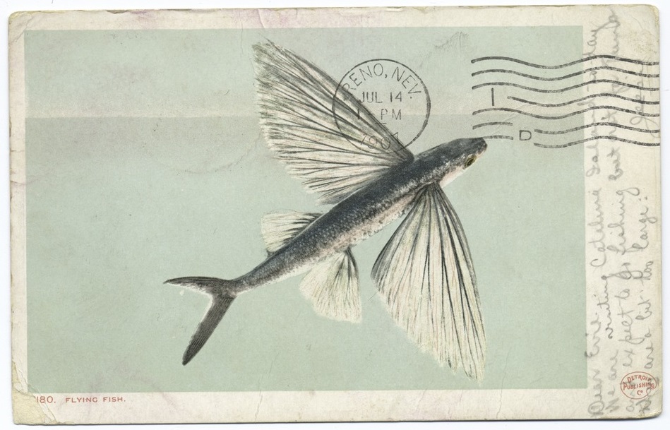 Flying Fish post card