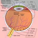 Fovea in the human eye