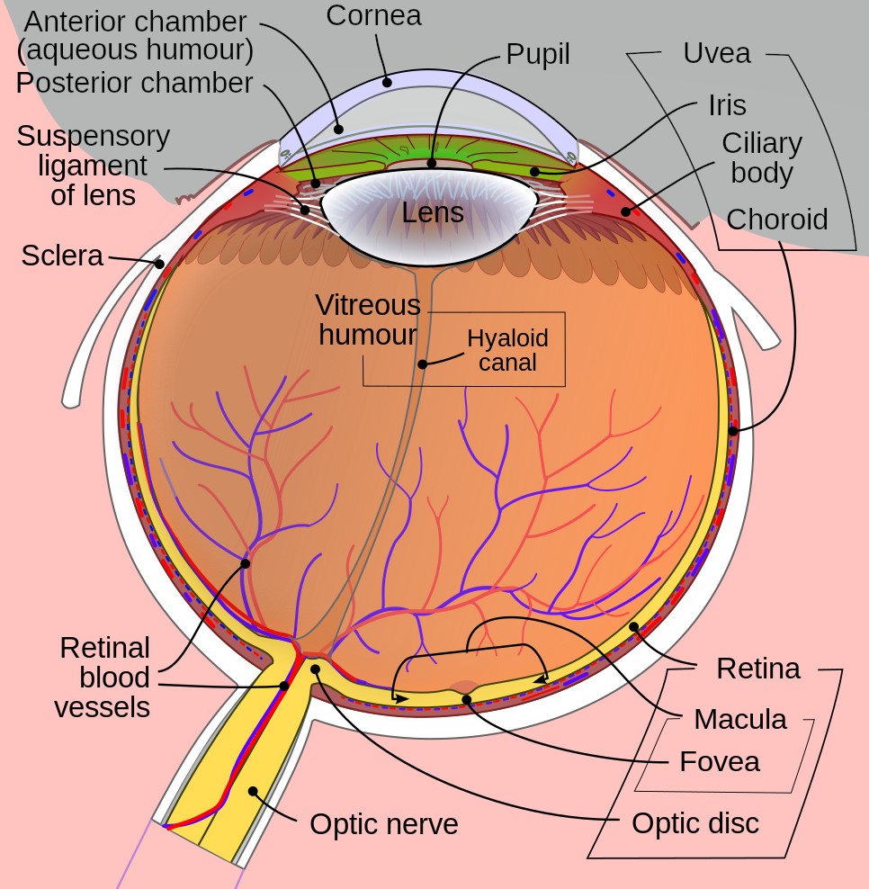 Fovea in the human eye
