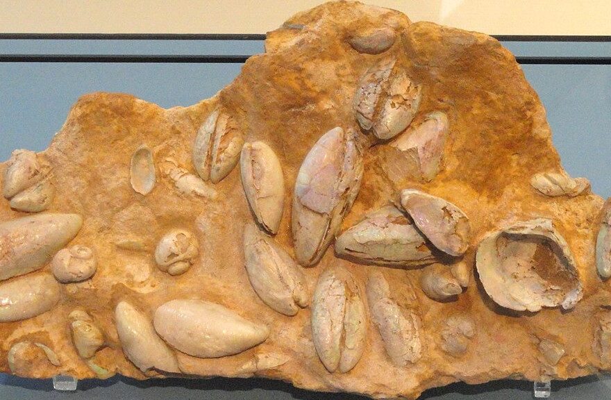 Fossil clams