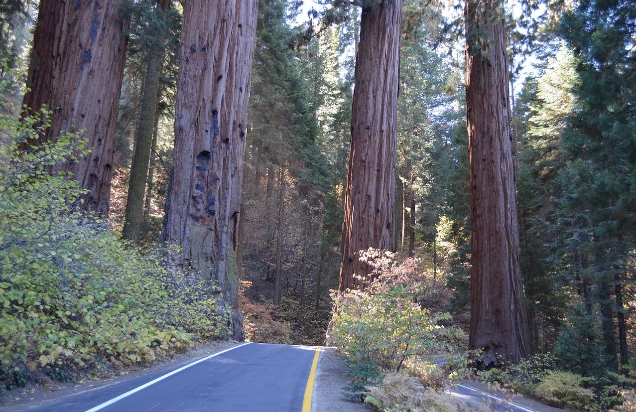The Giant Sequoias