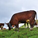 French Brown Cattle