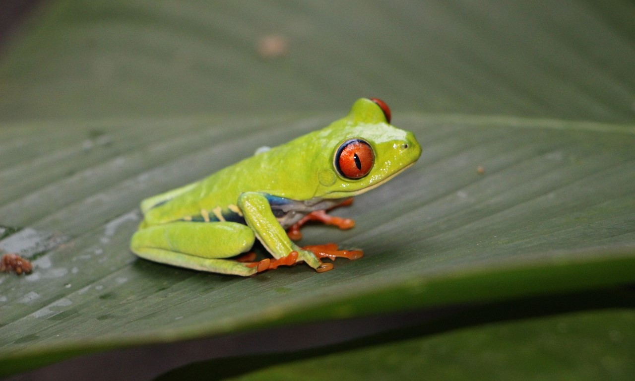 Red-eye frog